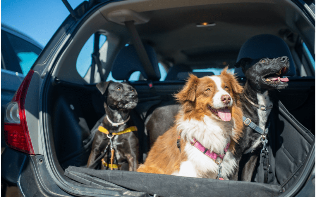 3 Tips to Traveling with Your Pet