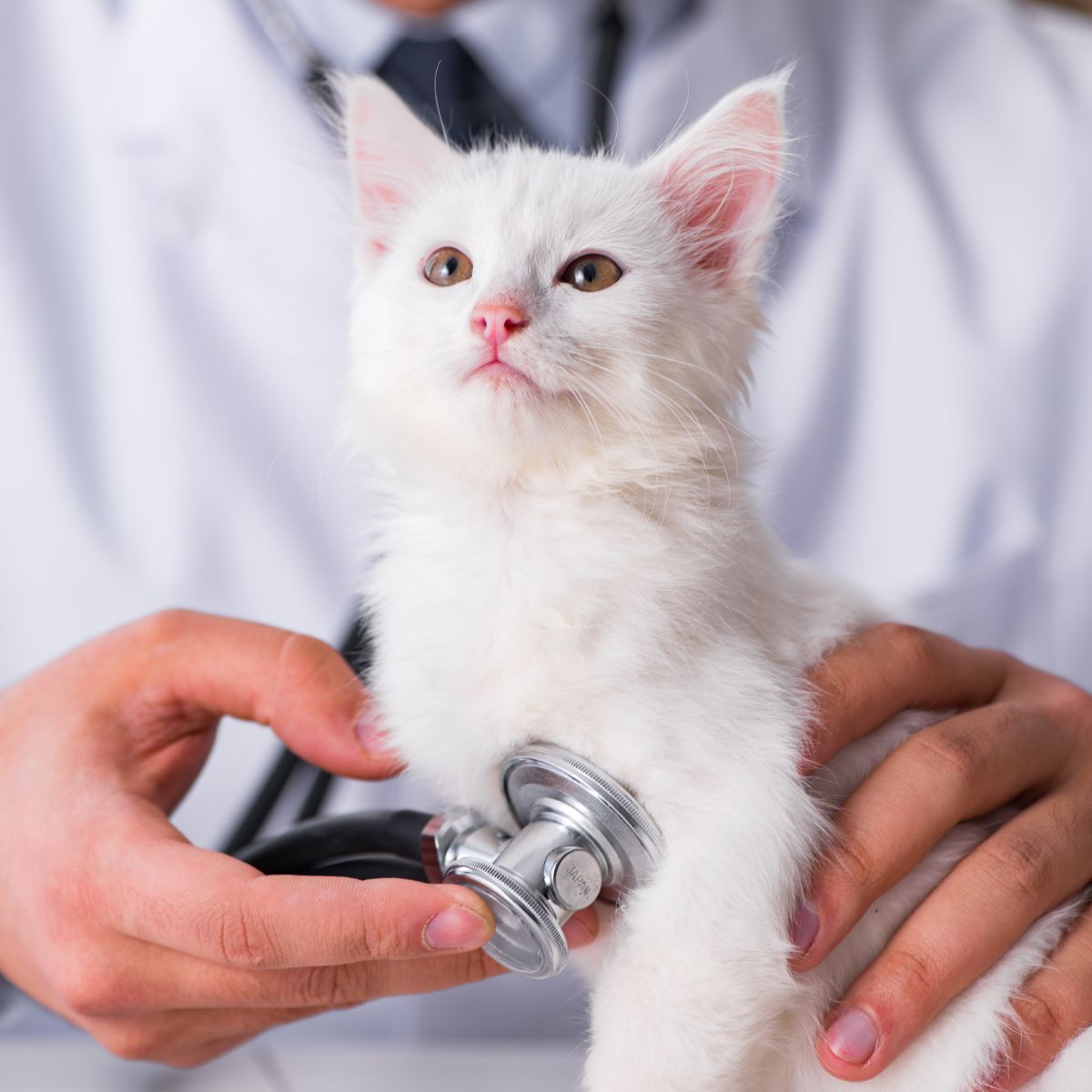 a vet examining a white cat